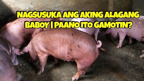 bakit nagsusuka ang baboy|Baboy .